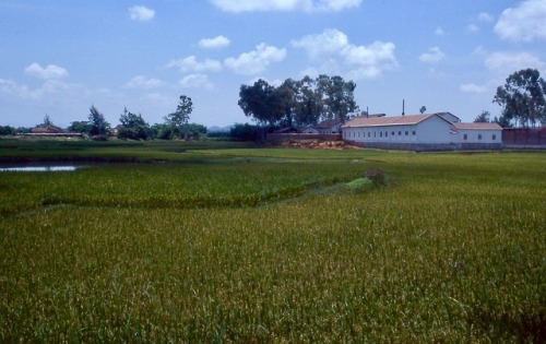 Rice Padi and Collective Farm, rural Guangdong Province, China - 稻田和集体农场，农村广东省，中国, 1978.(Dàotián hé 