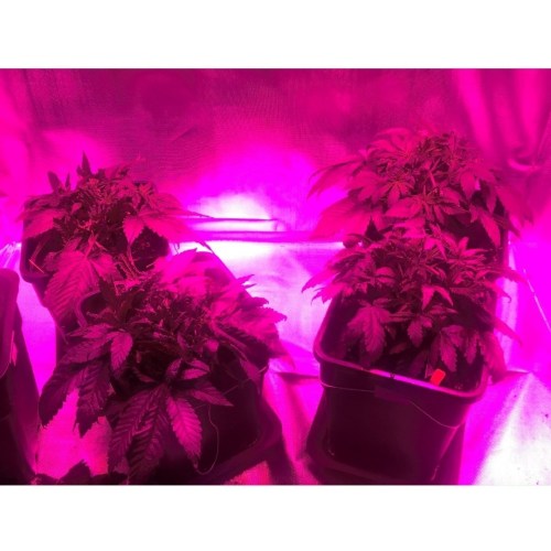 yepthestoner:  Growing indoor