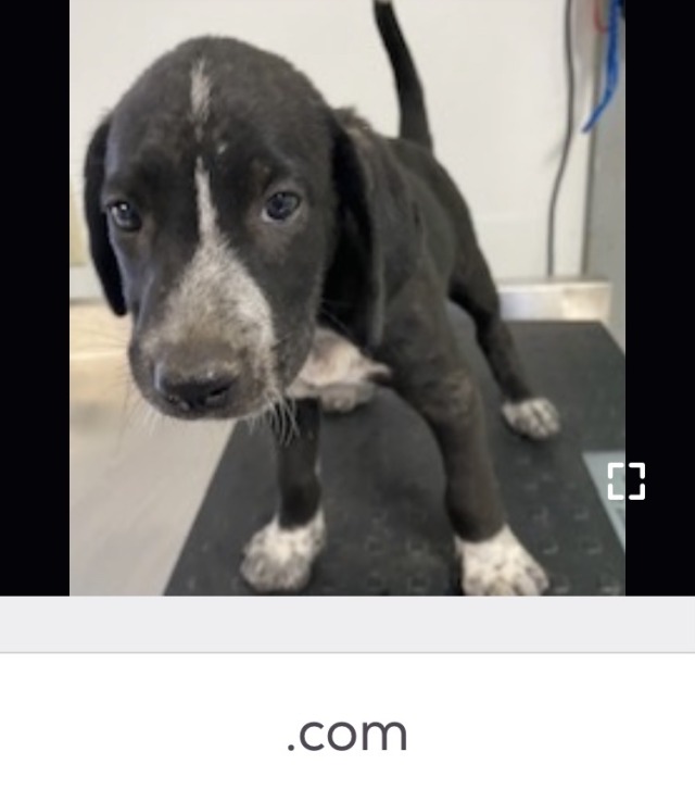  PetFinder On Tumblr
