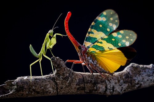 Pyrops candelaria and Mantis