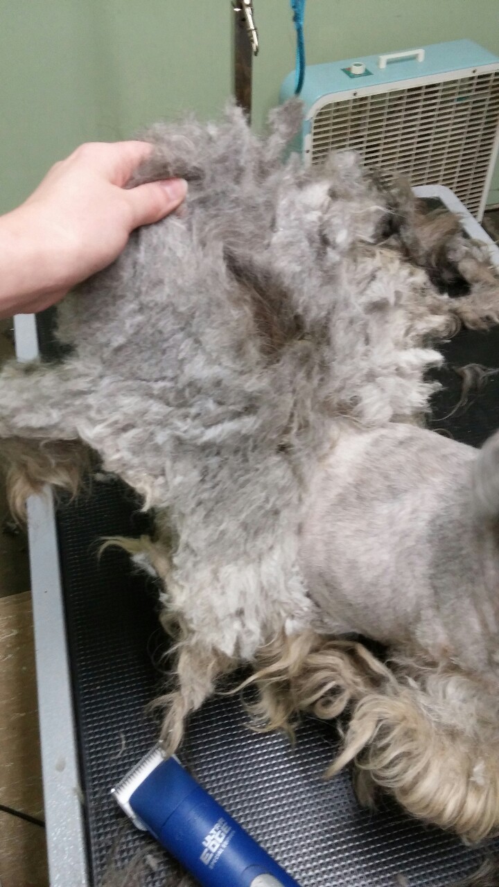 lilfoxtrot:  I don’t think I’ve ever seen a dog that looked like this in person???