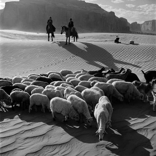 paolo-streito-1264:  Loomis Dean. Sheep among the sand dunes, Utah, 1947. 