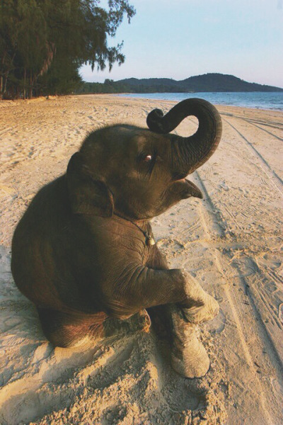 Baby Animal Posts