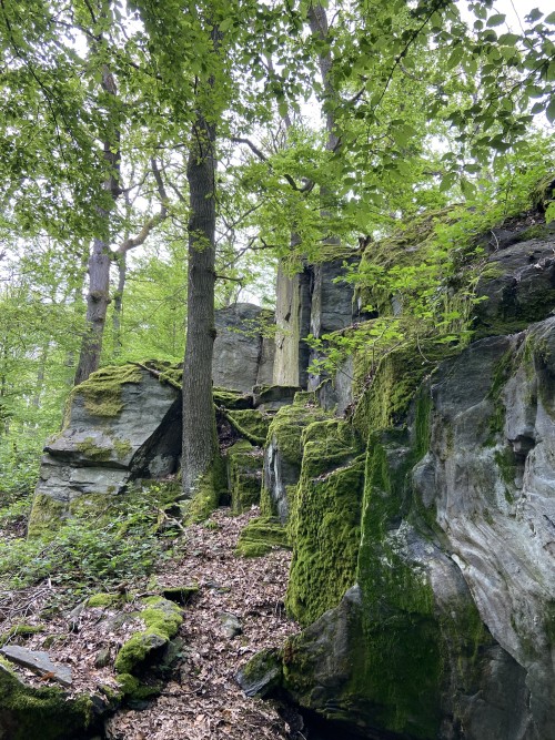 Moss All Monitor With Moss, Year Million Age Rock, Highly Folded By High Pressure Monitor With Ephemeral