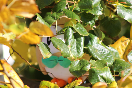 Rowlet up in trees