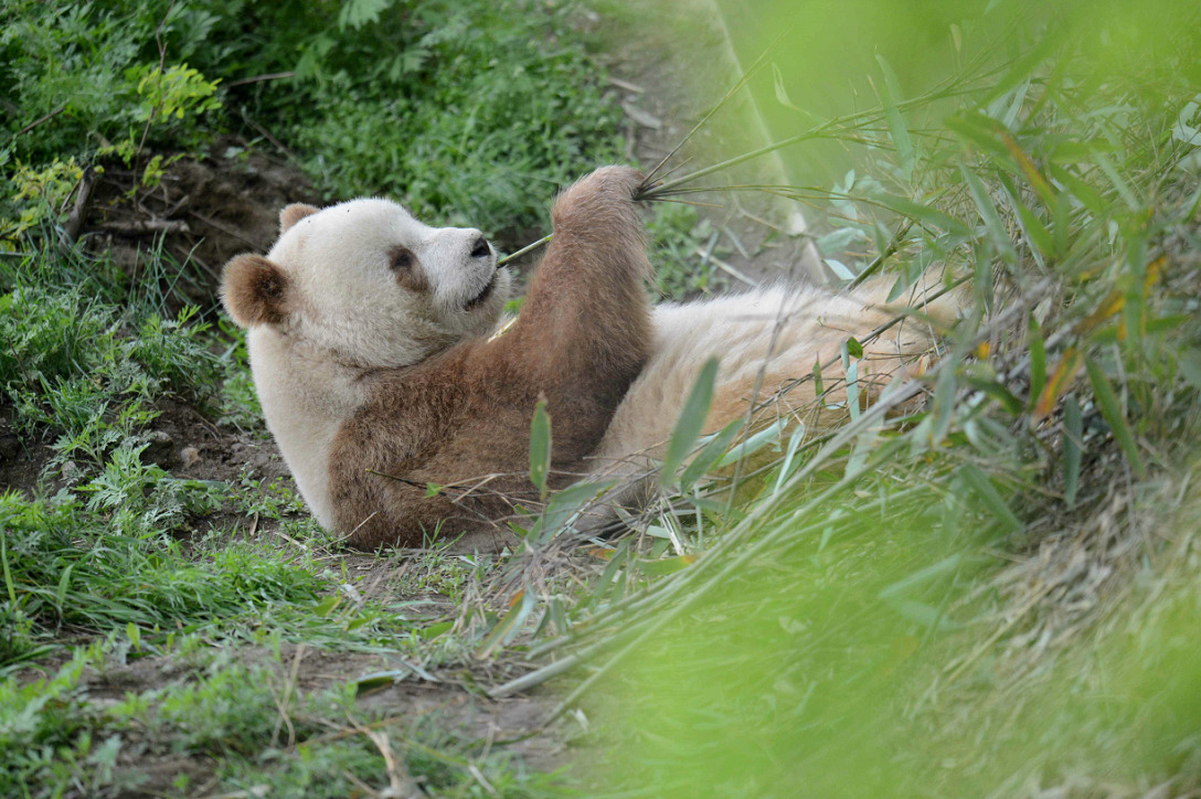 giantpandaphotos:
“ Qi Zai - the brown panda - at the Shaanxi Wildlife Research Center in China.
© iPanda.
”