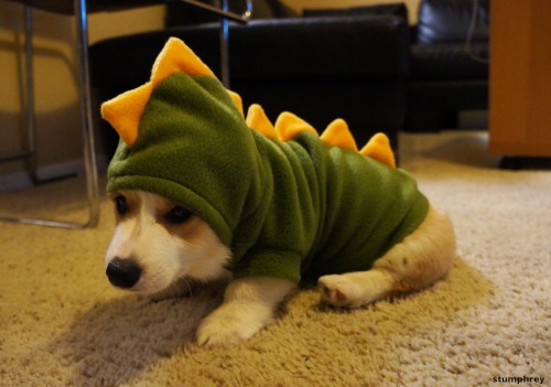 corgnelius:  Stumposaurus 