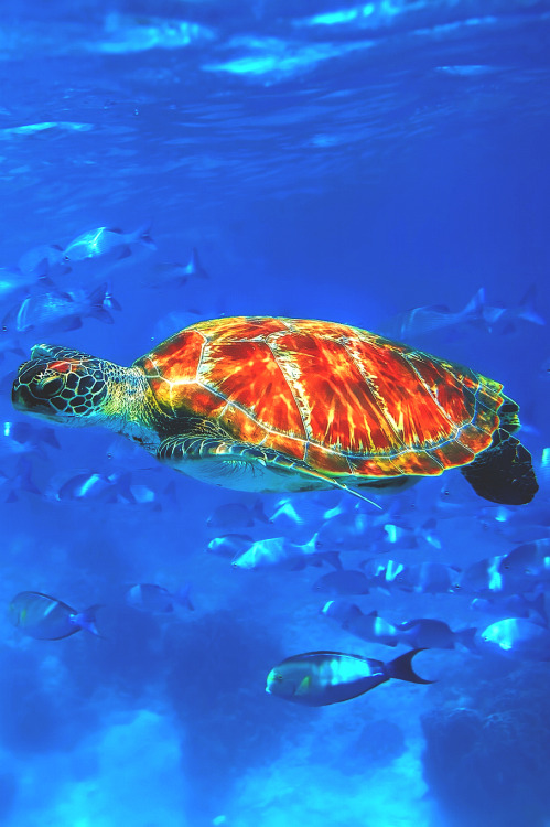 wavemotions:Green Turtle by Kjersti Busk Joergensen  
