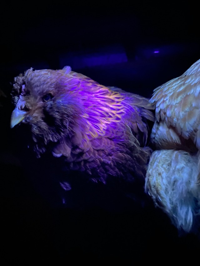 mishapeep:Yaaaaalllllll!!!CHICKENS ARE FLUORESCENT!! porn pictures