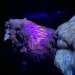 mishapeep:Yaaaaalllllll!!!CHICKENS ARE FLUORESCENT!! Look. I’m unnaturally excited