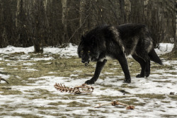 ancientdelirium:  Rocky Mountains Black wolf