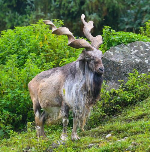 amnhnyc:Isn’t the markhor (Capra falconeri) remarkable? The striking goat lives in mountainous