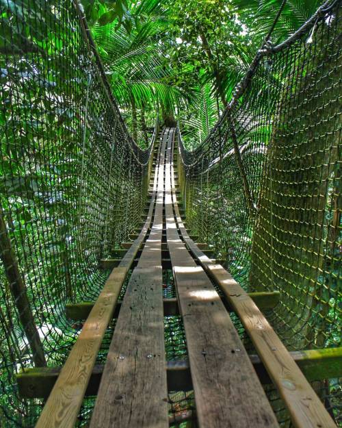 beatmakerbiggyphotos:  A walk in the tropical forest. #adventure #explore #exploremore #bridge #brid