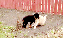 johannamas0n:  Rottweiler puppy vs. Cat (x) 