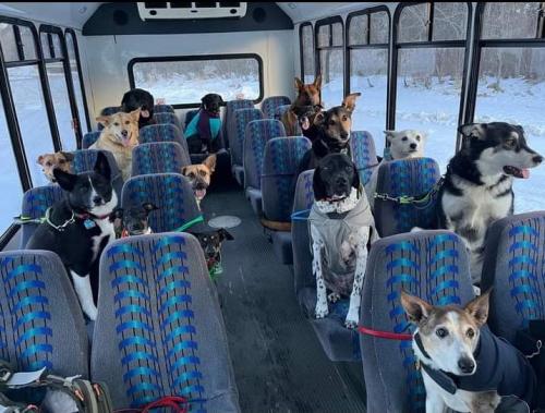 doggosource:  all aboard   I need to go where