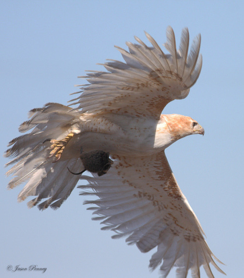 deermary:  Leucistic Red-Tailed Hawk
