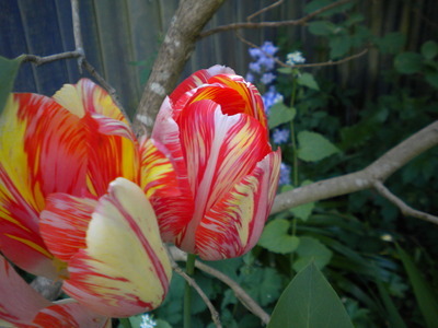 sixpenceee:  The following are tulips infected with a virus. The virus infects the bulb and causes the tulip to break its lock on a single color, resulting in intricate bars, stripes, streaks, featherings or flame-like effects of different colors on