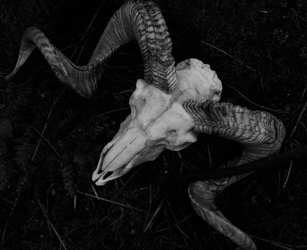 ooevilynoo:  🌙🐉 