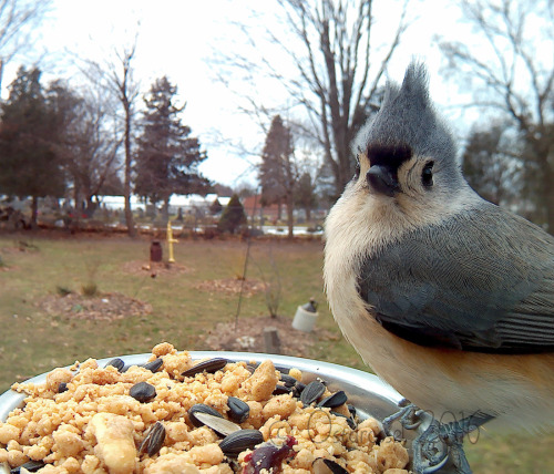 trinandtonic:ostdrossel:Me, looking at 2017…I hope you all enjoy tonight. May there be nice bird enc