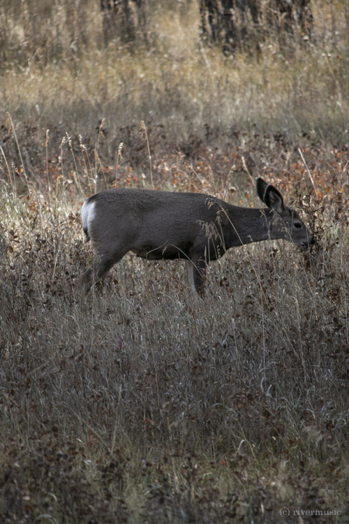 A mule deer doe was browsing peacefully in the shade of an autumn meadow.&copy; riverwindphotography