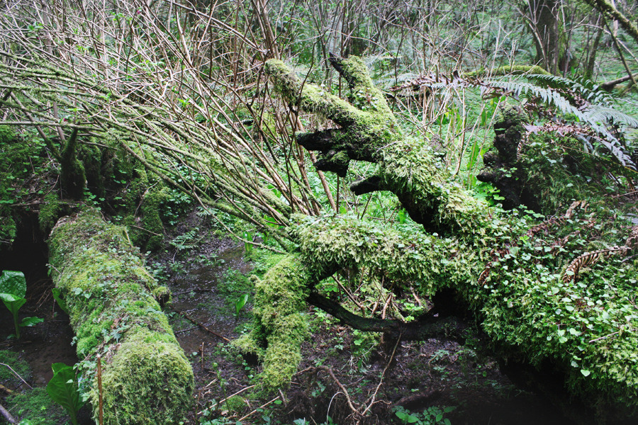 bright-witch: The Nature Conservancy//Forest Service’s Cascade Head Trails ♢