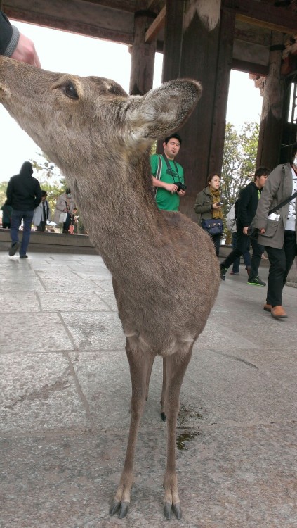 Deer at Todaiji temple in Nara.