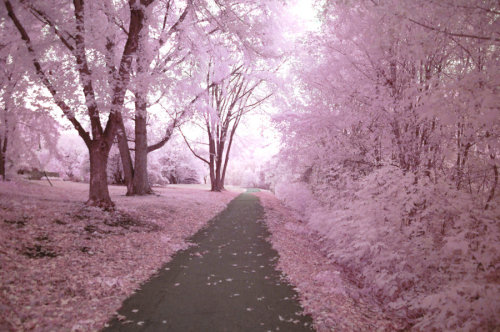 lifeaccording2max:Cherry blossom lane looks like something out of a dream. This is such a beautiful 