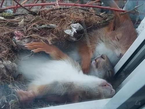 These sweet squirrels built themselves a nest on an apartment window ledge. What a great incentive t