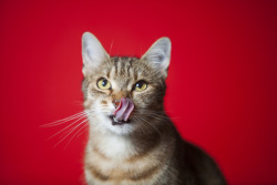 rokuthecat:  Toothpaste by cgallello cat,studio,animal,model,pet,pose,flash,tongue,lick