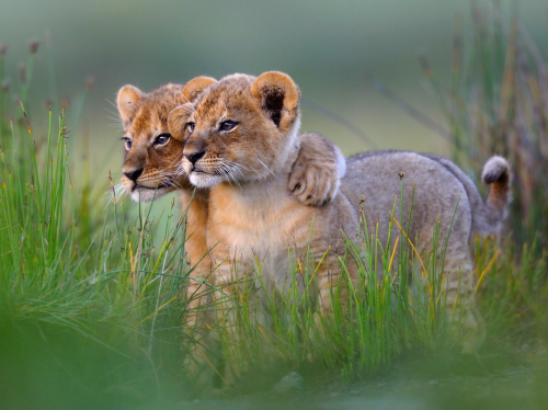 nubbsgalore:  lion cubs photographed by (click pic) jim richardson, dererck and beverly joubert, brandon harris, grégoire bouguereau and susan mcconnell. (previous posts on lions) 