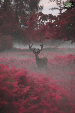 megarah-moon:“Another Stag, Another Planet” by  Max Ellis  