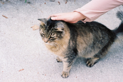 eclecticpandas: Friendly cat by islets on Flickr.