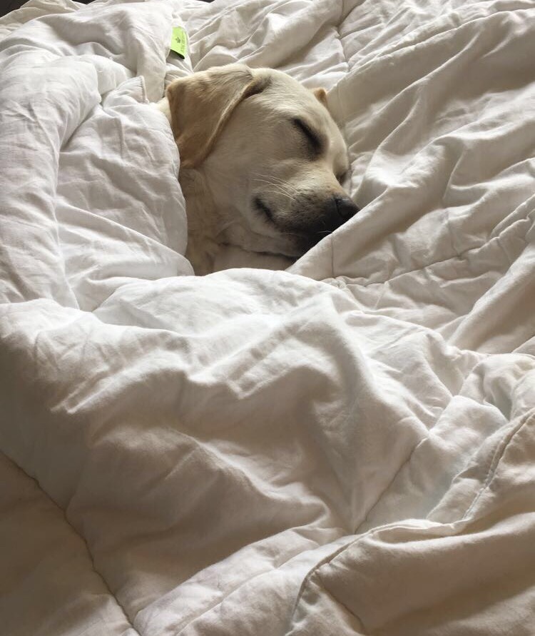 leafletts: potatopup: a very sleepy potato all tucked in for bed ohmyfyciubg god