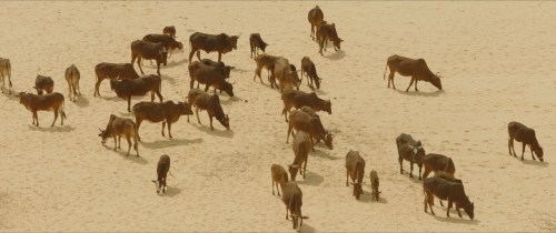 certifiedcopy:Timbuktu (2014, Abderrahmane Sissako)