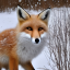 foxia2009