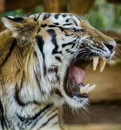 phototoartguy:  Tiger by Howard Jackman