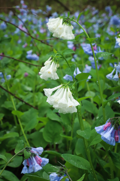 Virginia bluebells !!!   A quick scramble down a 25′ rock ledge takes one to this magical woodland p