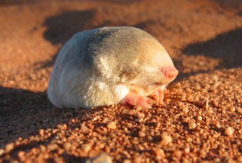 Golden moles are amazing animals, with a unique sense of hearing. Completely blind, these animals re