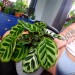 reformed-misfit:Plant porn, Tumblr version. 