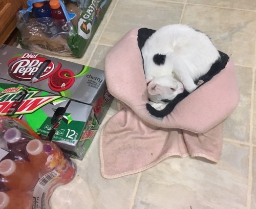 Her bed fell off the counter it usually sits on but she was still determined to sleep in her favorit