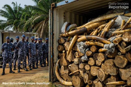 reportagebygettyimages:  ‘In June the Tanzanian government announced that the country has lost