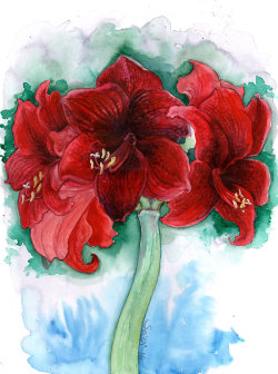 artsaini:    Hippeastrum “Red Knight”Don’t you just love beautiful red “amaryllises”? At least I do.   