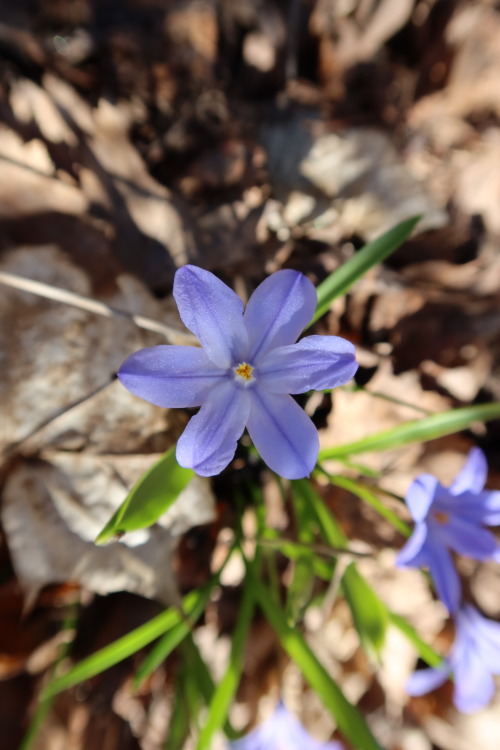 anskupics: Chionodoxa — glory-of-the-snow 