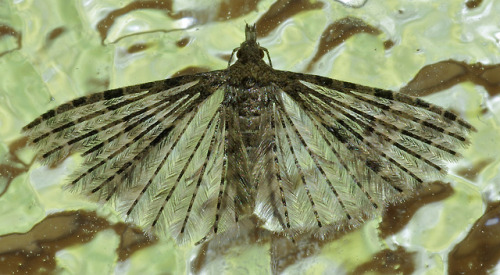 More photos of the many plumed moth - Alucita hexadactyla.