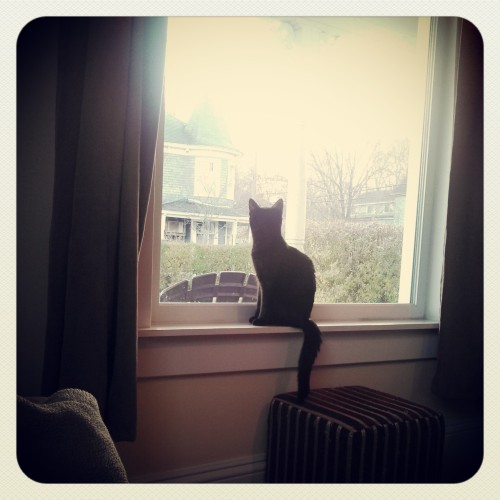 Watching the birds! (Submitted b afirechick)