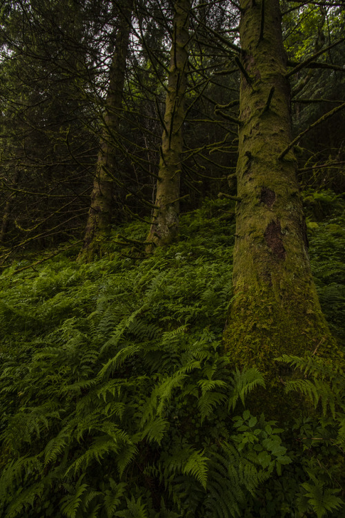 garettphotography:Norwegian Moss // Bergen County | GarettPhotography