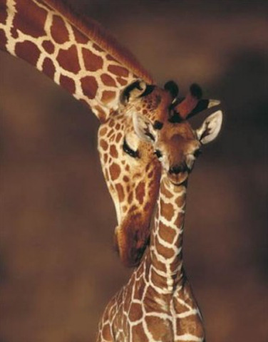 Baby Giraffesby Buzzfeed.com