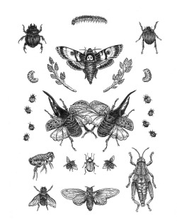 eatsleepdraw:  Beetle Friends, for my sister/housemate