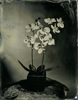 brookelabrie:  Orchid Flower Tintype Photograph{