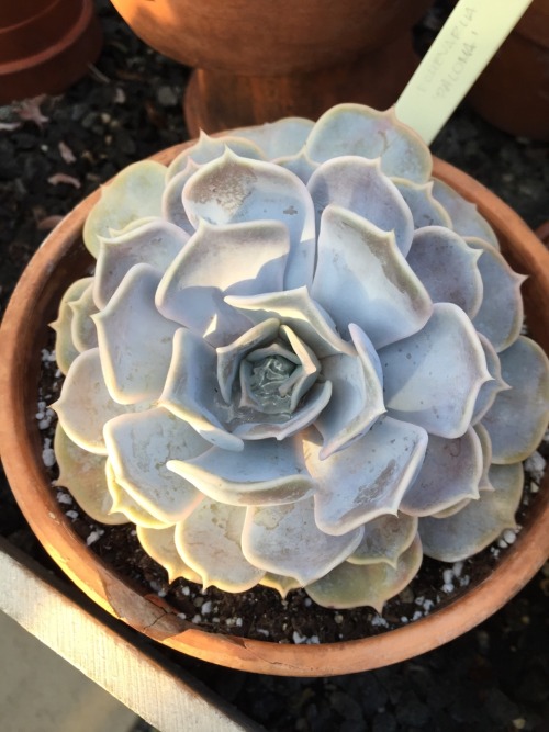 Saw this Echeveria last night at Wave Hill. I went for the Night Lights event. They have a nice gree